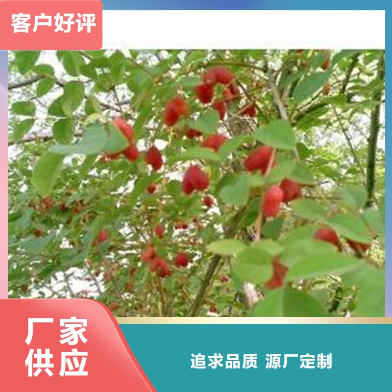 【杈杷果】樱桃苗畅销当地专业生产设备
