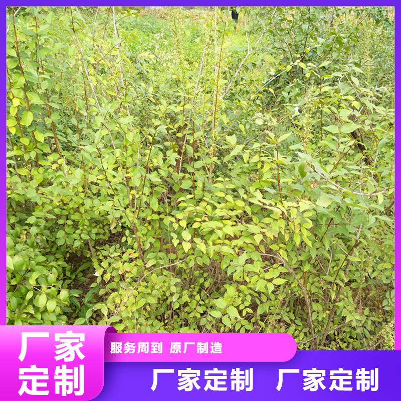 广西杈杷果杏树苗保障产品质量