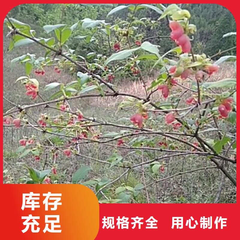 北京杈杷果猕猴桃苗当地货源