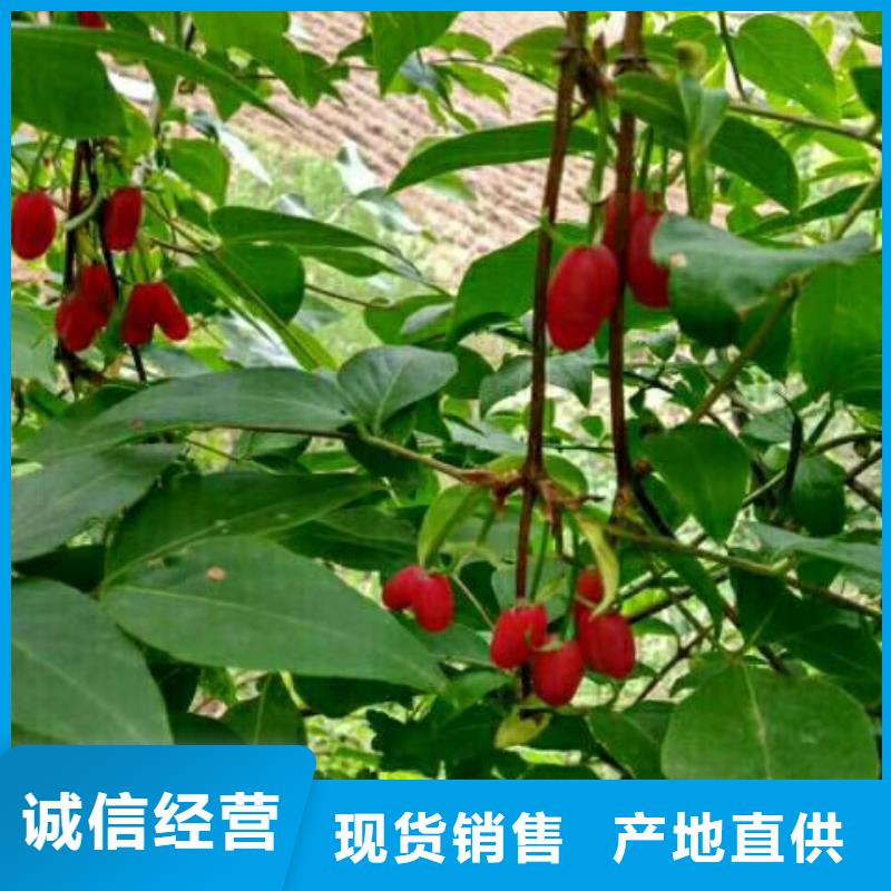 广东杈杷果蓝莓苗正品保障