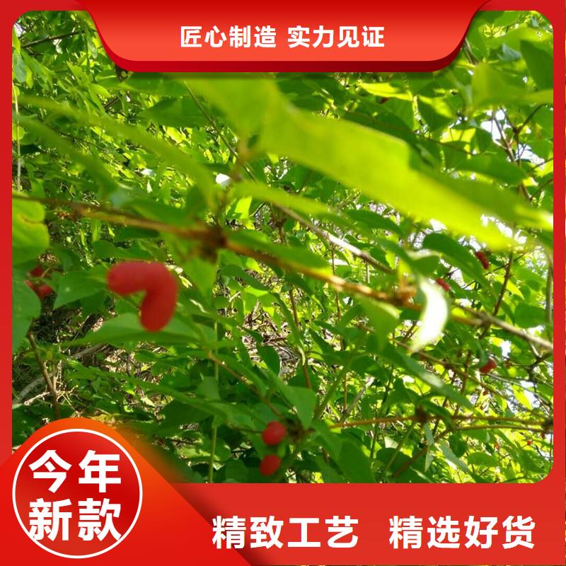 上海杈杷果-樱桃苗专业生产品质保证