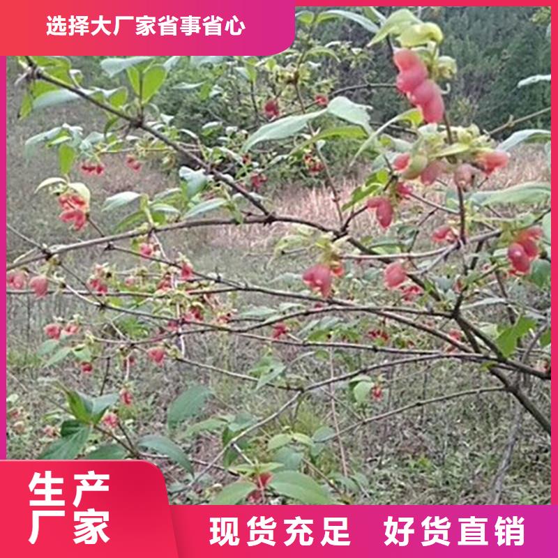 广东杈杷果,蓝莓苗厂家供应