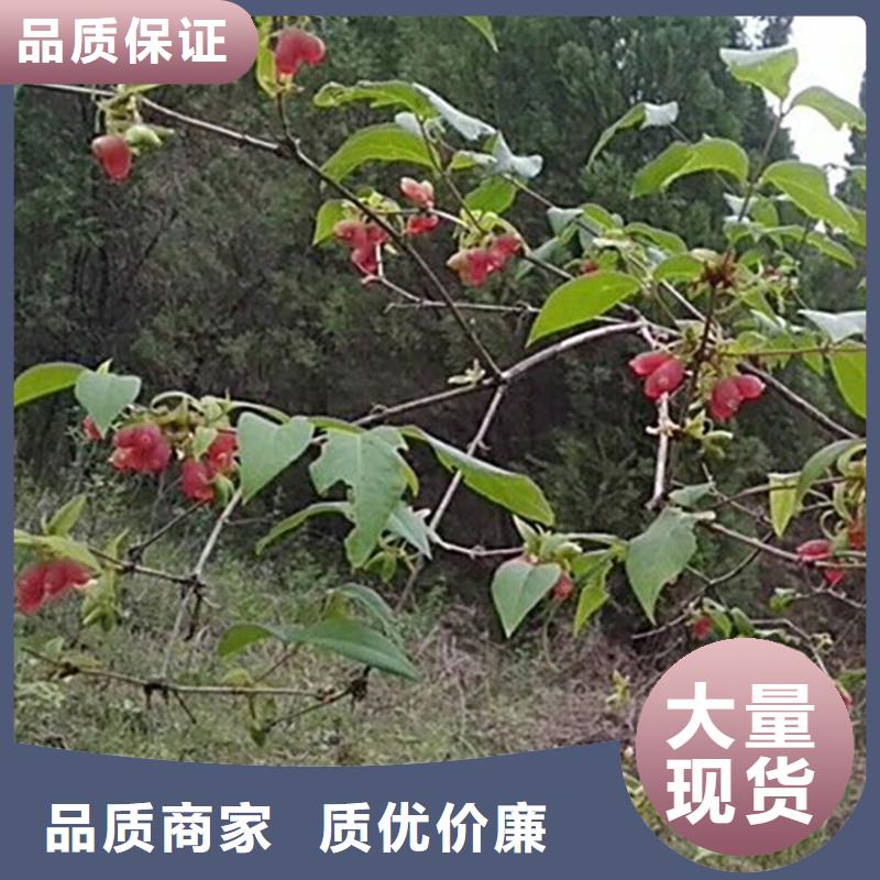 杈杷果种植技术上海