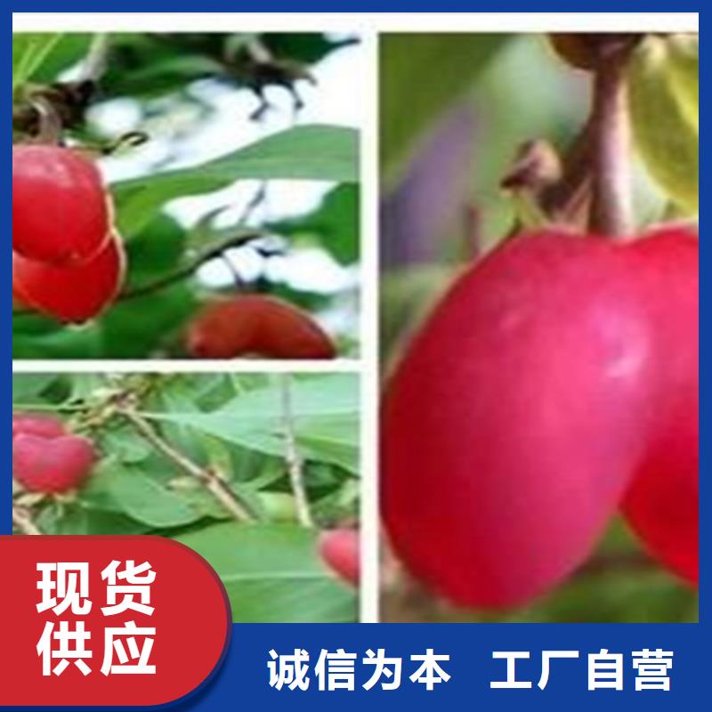 重庆杈杷果苹果苗现货批发