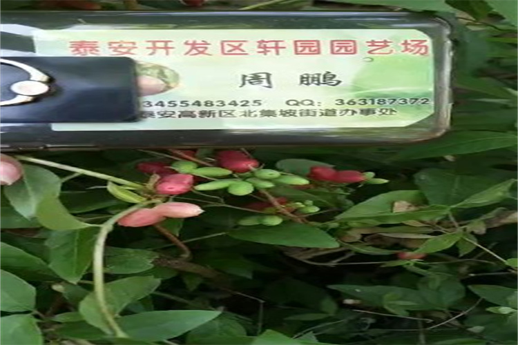 襄樊杈杷果批发专业供货品质管控