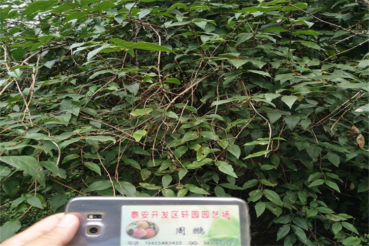 ​自贡杈杷果树苗全国发货