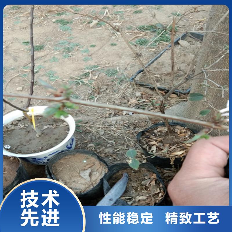 鸳鸯果苗种植技术经验丰富品质可靠