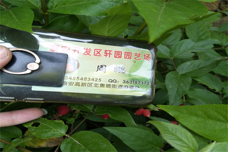 镇江杈杷果树苗种植基地