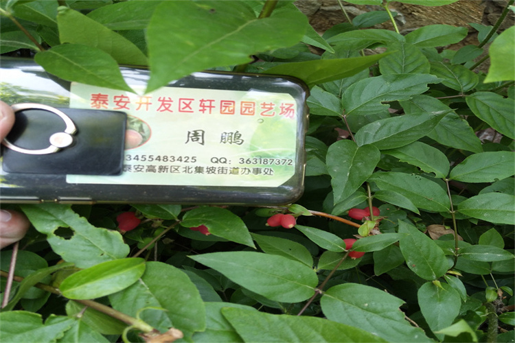 丹东杈杷果苗适合种植地区