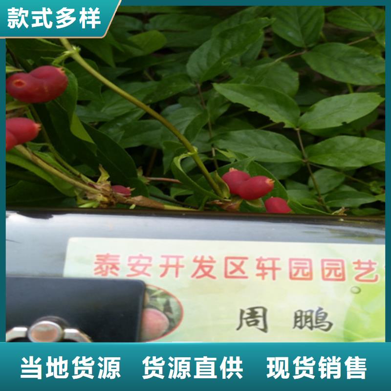 杈杷果树苗种植管理技术襄樊