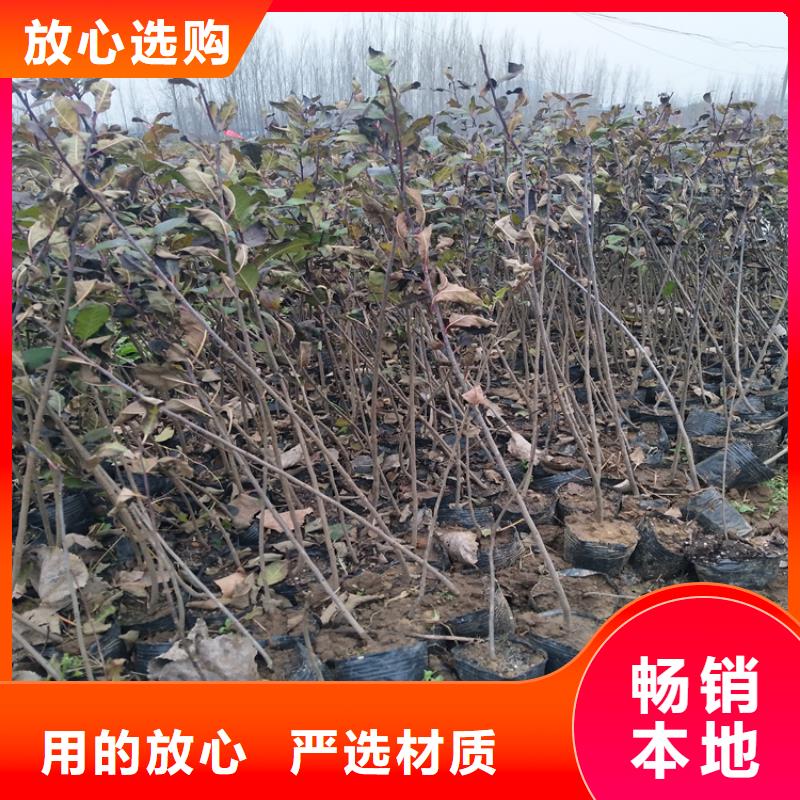 重庆北美冬青,梨树苗拒绝伪劣产品