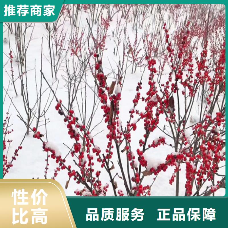 广东【北美冬青】石榴树品质有保障