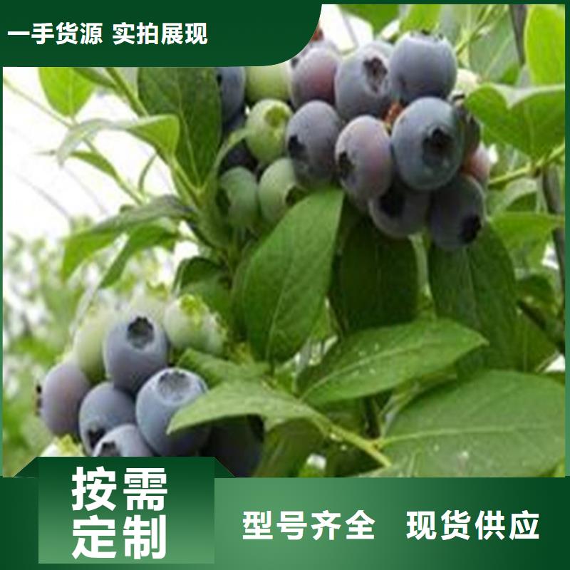 双丰蓝莓苗大棚种植支持货到付清