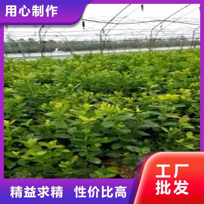 蓝莓苗【苹果苗】产地批发附近品牌