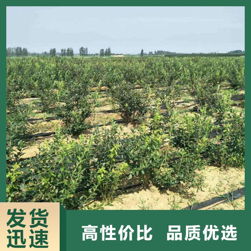 优瑞卡蓝莓苗一亩地栽多少数量本地生产厂家
