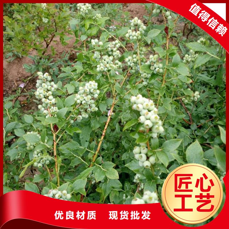 绿宝石蓝莓苗货源充足广州
