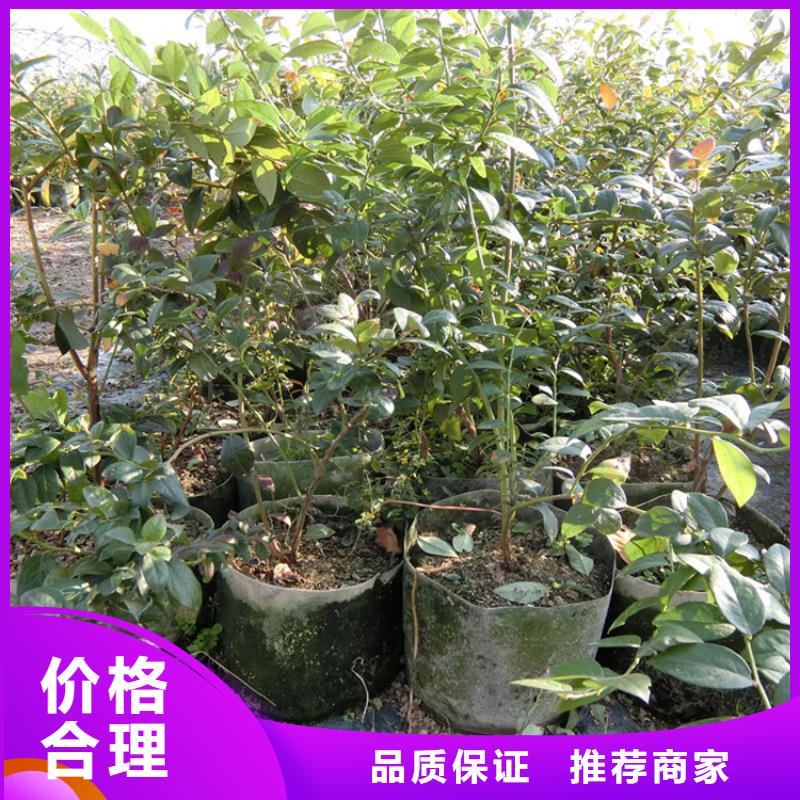 北京蓝莓苗-樱桃苗好产品好服务