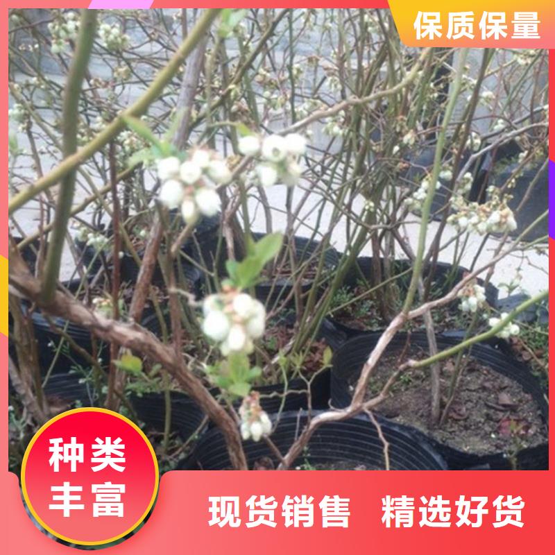 广东蓝莓苗,【石榴树】匠心打造
