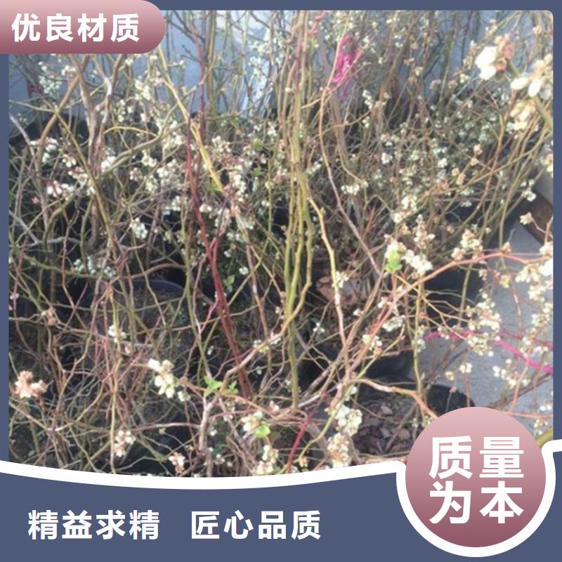 江苏蓝莓苗北美冬青厂家质量过硬