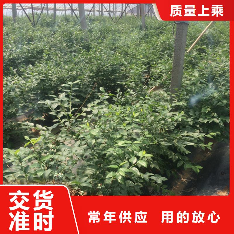 组培蓝莓苗新品种荆州