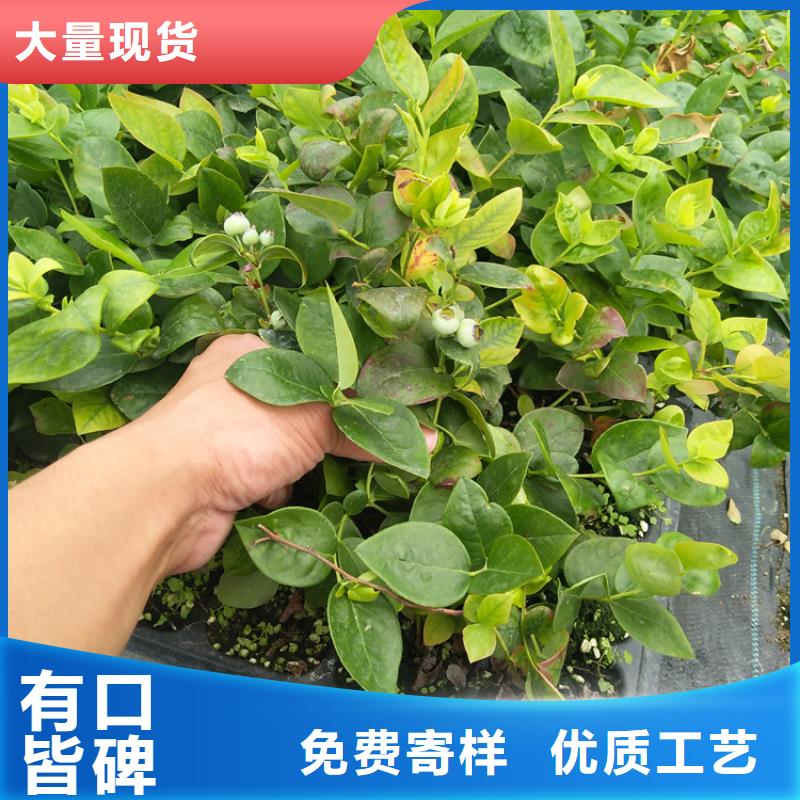 香港蓝莓苗杏树苗用途广泛