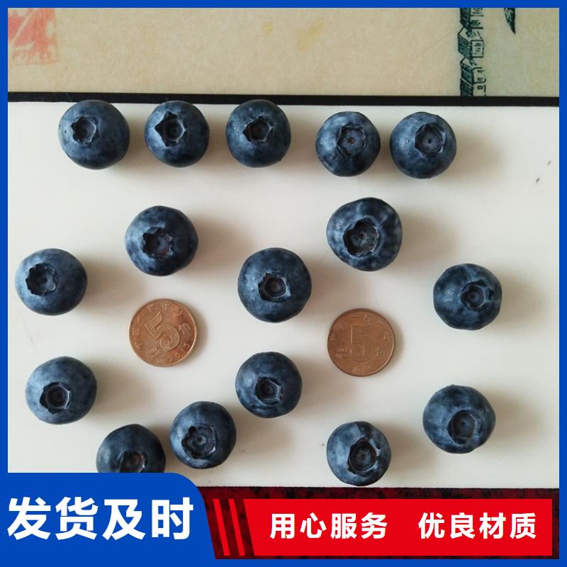 【蓝莓苗】桃树苗客户满意度高实力优品