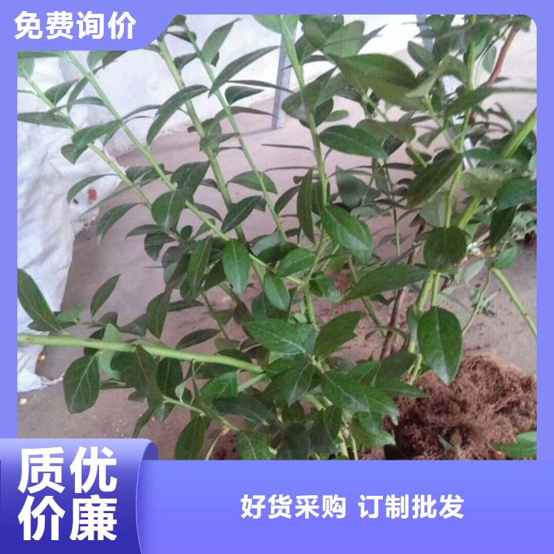 台湾蓝莓苗石榴树市场报价