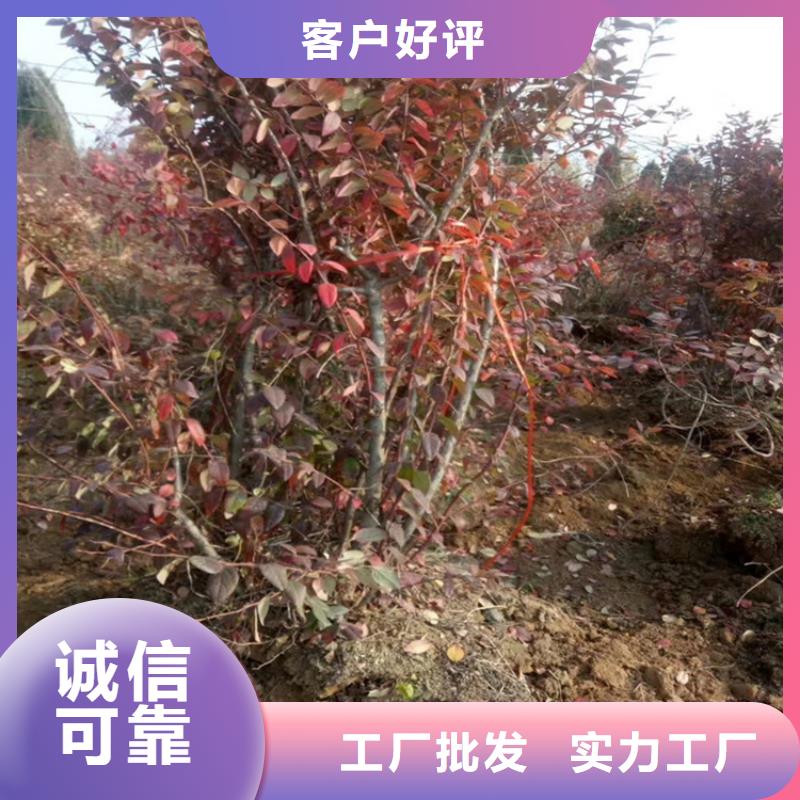 【蓝莓苗】-苹果苗货品齐全联系厂家