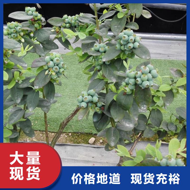 蓝莓苗石榴树快速报价品质值得信赖
