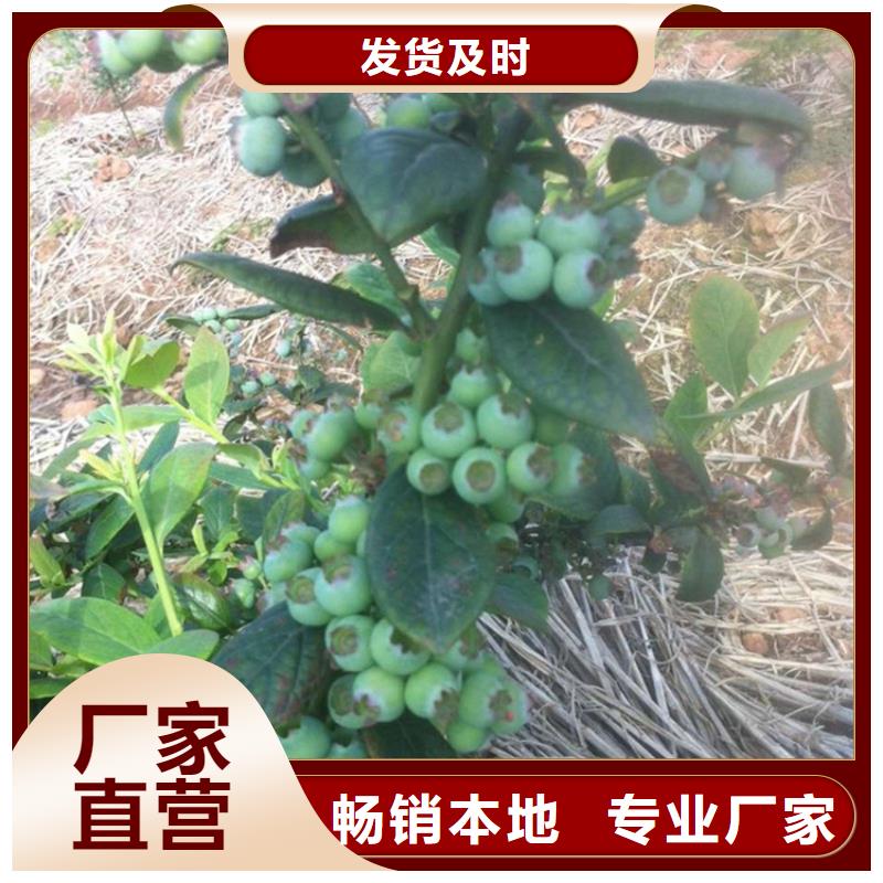 茶花蓝莓苗全国发货源头直供