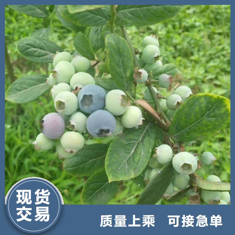 蓝莓苗北美冬青实体诚信经营附近生产商