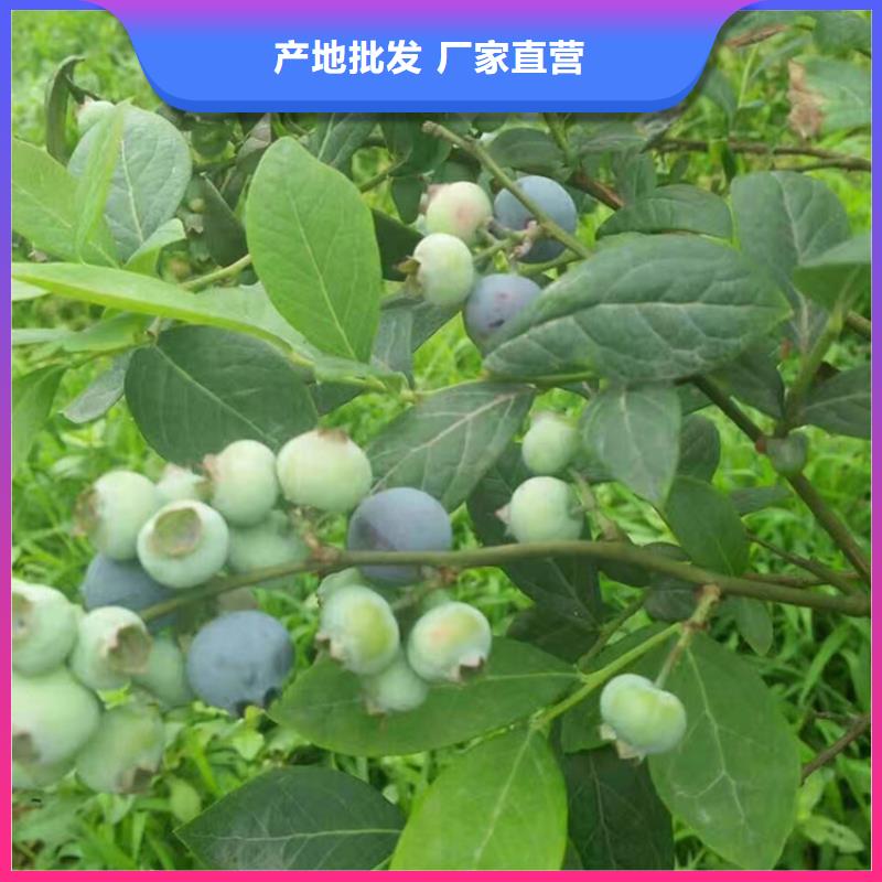 优瑞卡蓝莓苗种植基地佳木斯