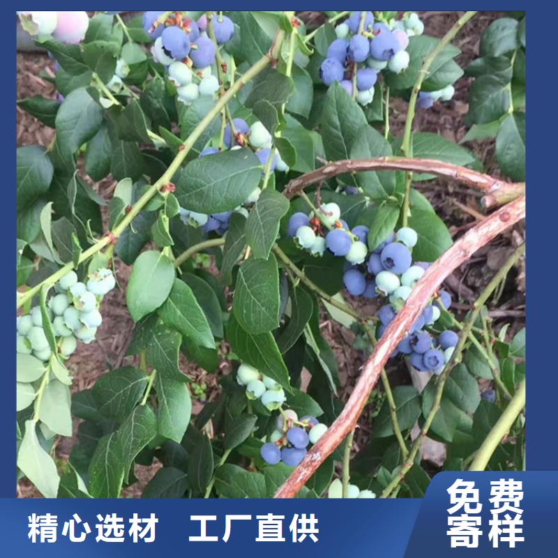 组培蓝莓苗种植管理技术随州