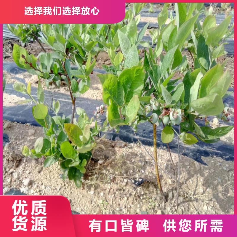 组培蓝莓苗成活率高襄樊市场报价