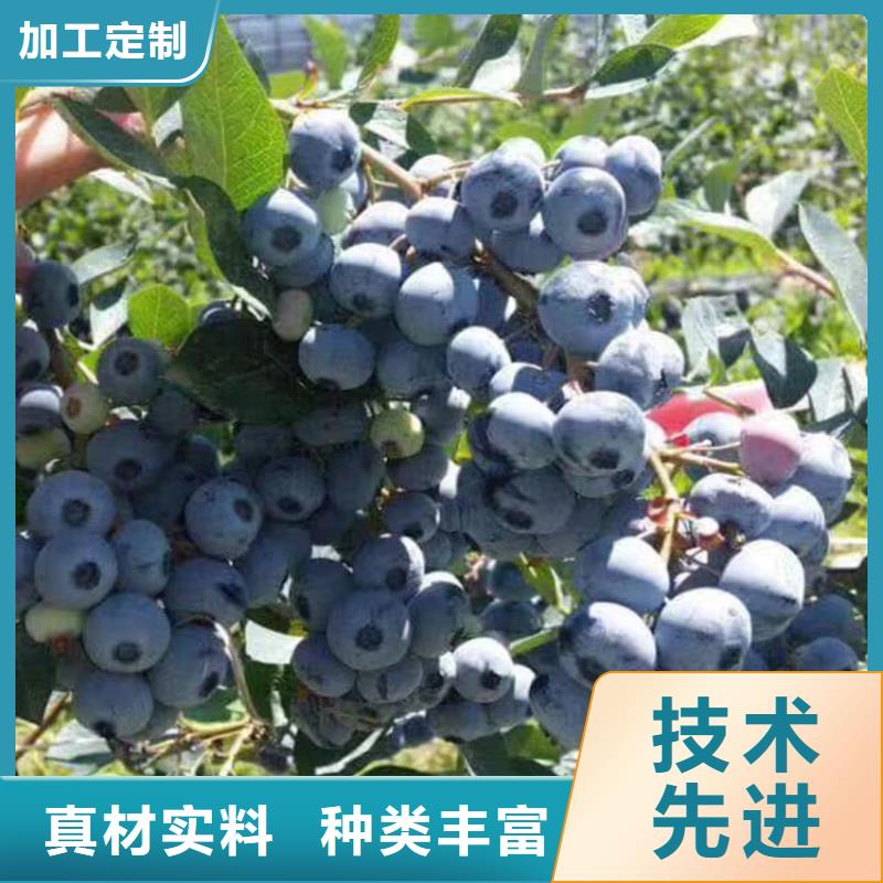 蓝莓苗,板栗苗质量看得见附近生产商