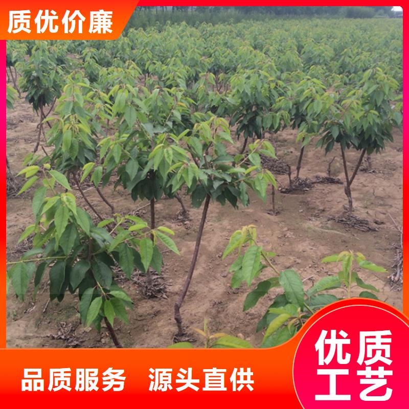 矮化大樱桃树苗产量多少常德