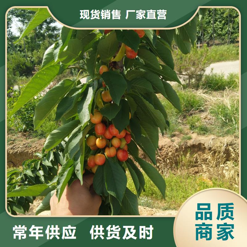 矮化大樱桃树苗一亩地栽多少棵广州
