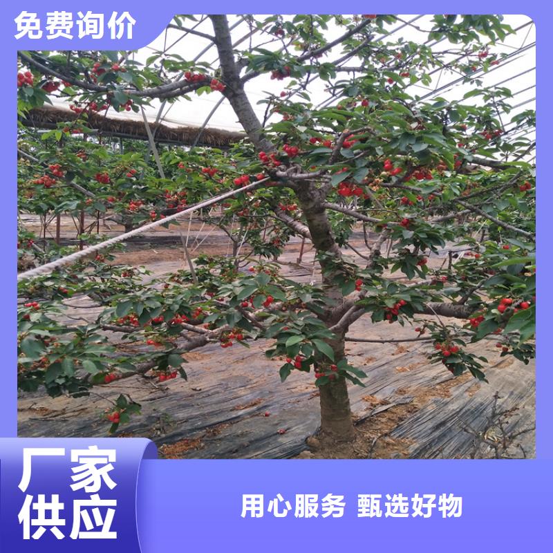 矮化大樱桃树苗根系发达同行低价