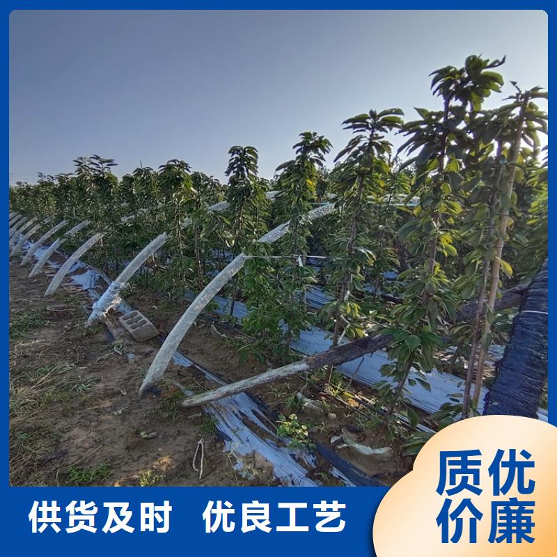 大樱桃苗大棚种植符合行业标准