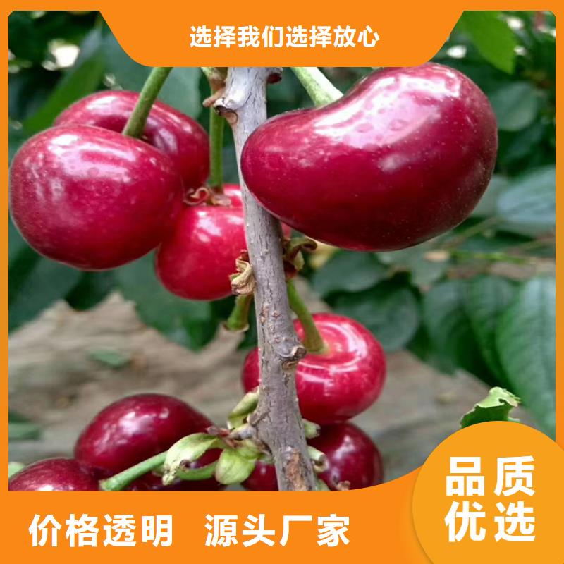 矮化大樱桃树苗种植基地本地生产厂家