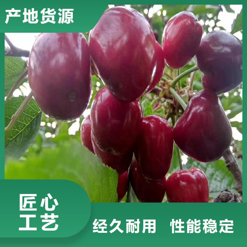 萨王樱桃树苗新品种培育基地品质可靠