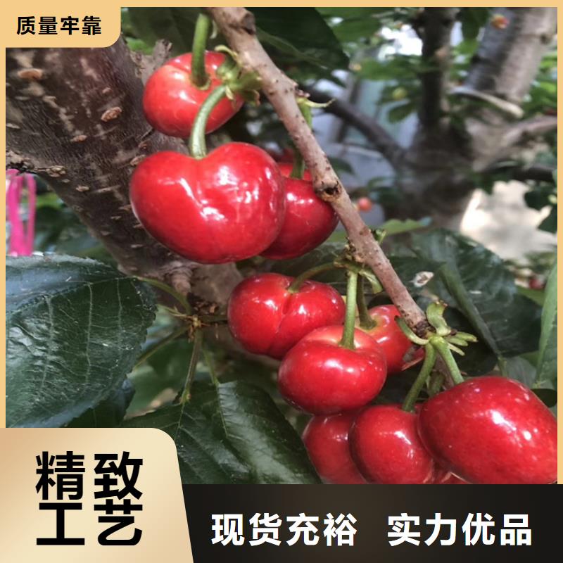 广东樱桃-【蓝莓苗】长期供应