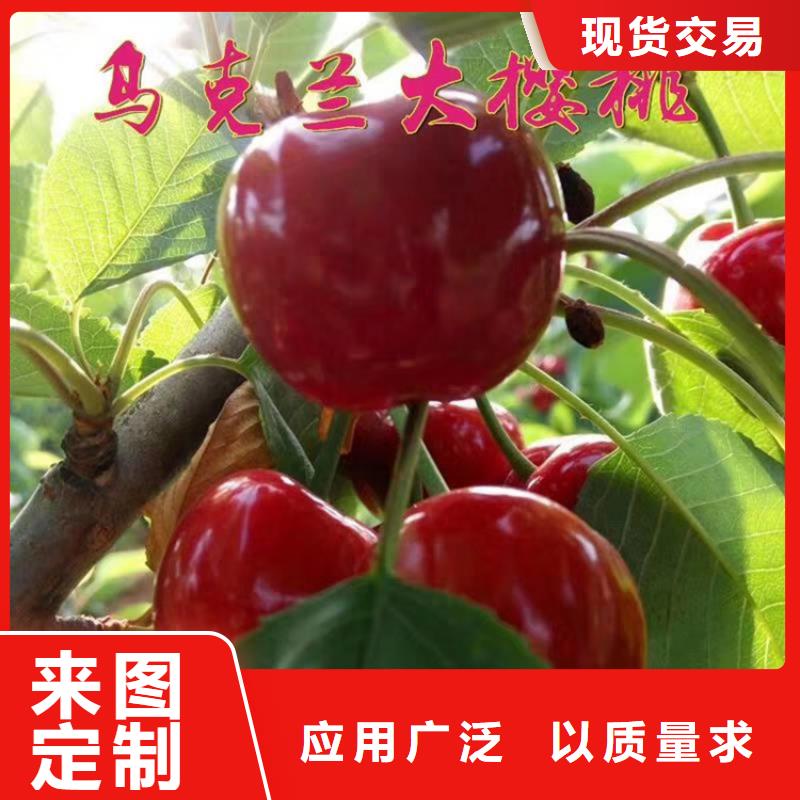 ​上海樱桃樱桃苗专注生产制造多年