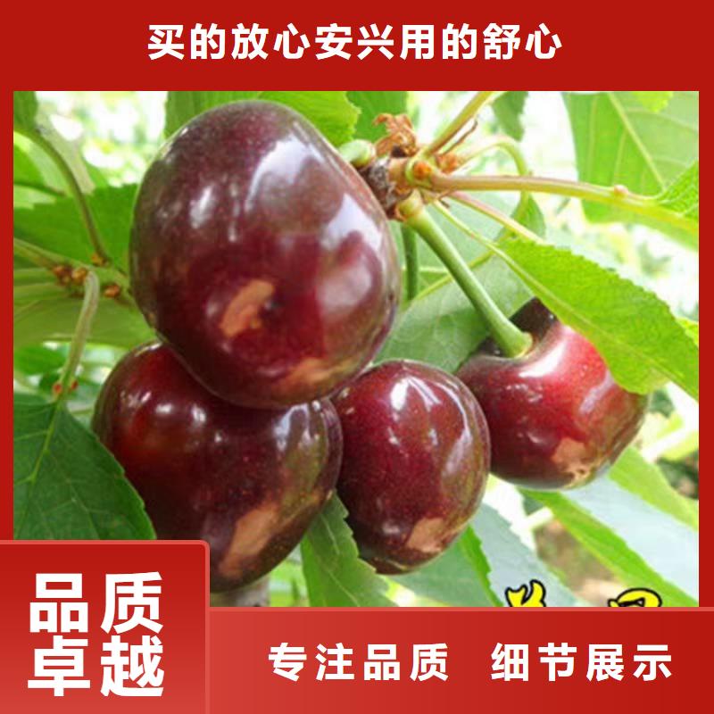 矮化大樱桃树苗一亩地多少棵荆州
