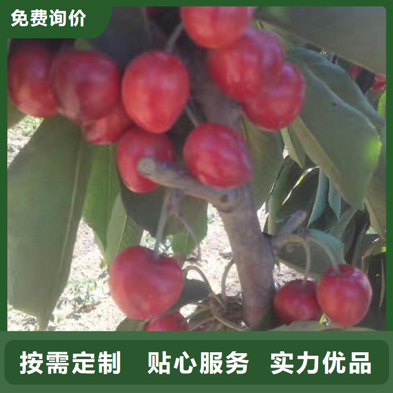矮化吉塞拉大樱桃苗适合种植地区多种规格可选