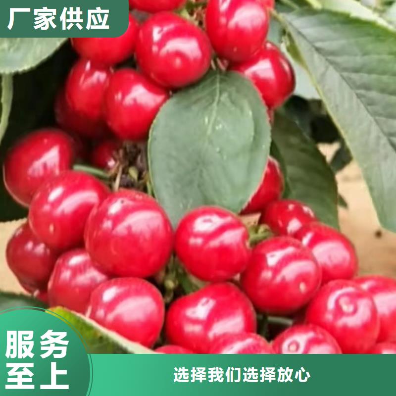 【香港樱桃-石榴树品质值得信赖】