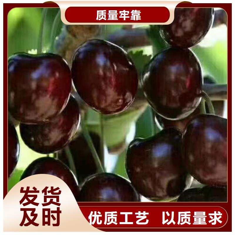 江苏樱桃-蓝莓苗供应商