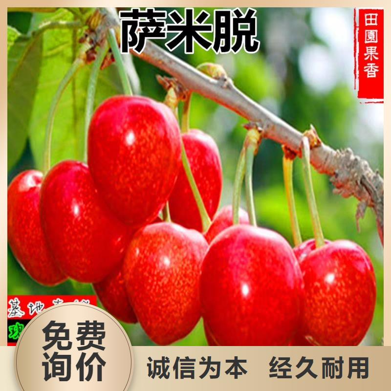 樱桃樱桃苗优良材质价格有优势