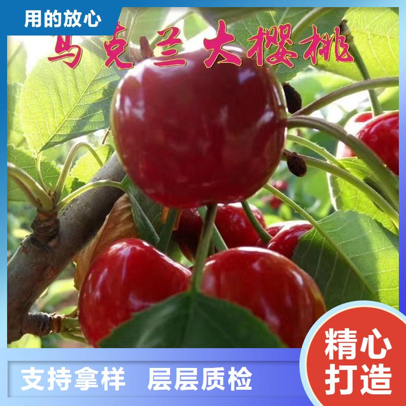 香港樱桃杏树苗市场报价