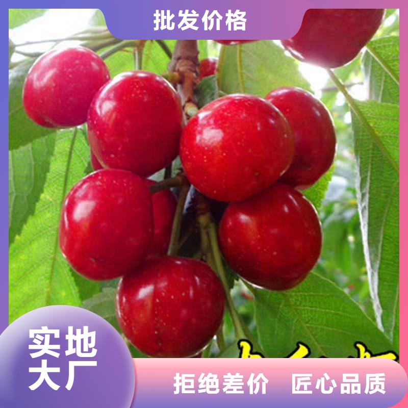 大樱桃苗种植管理技术广州